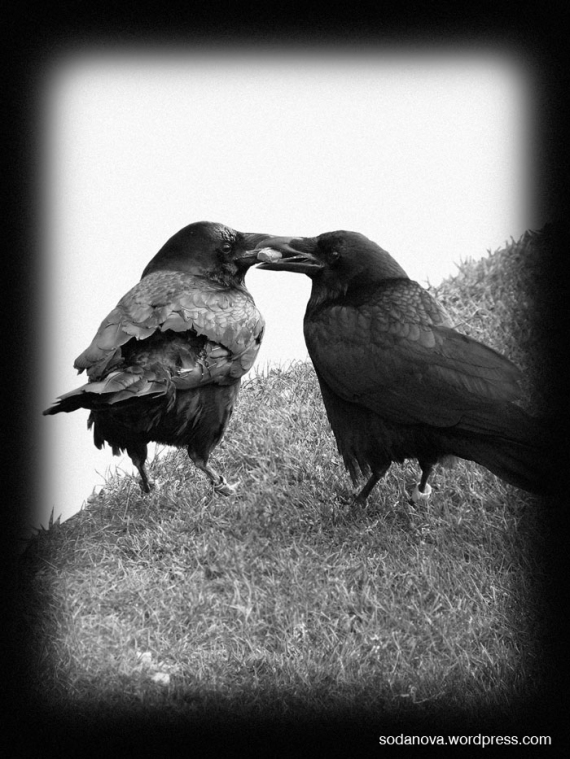 the_crows